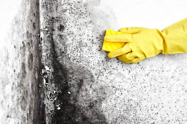 Best Affordable Mold Removal  in Cimarron, KS