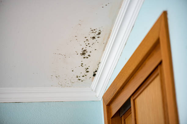 Best Certified Mold Removal  in Cimarron, KS
