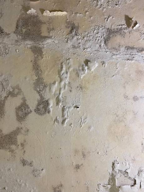 Best Best Mold Removal Companies  in Cimarron, KS