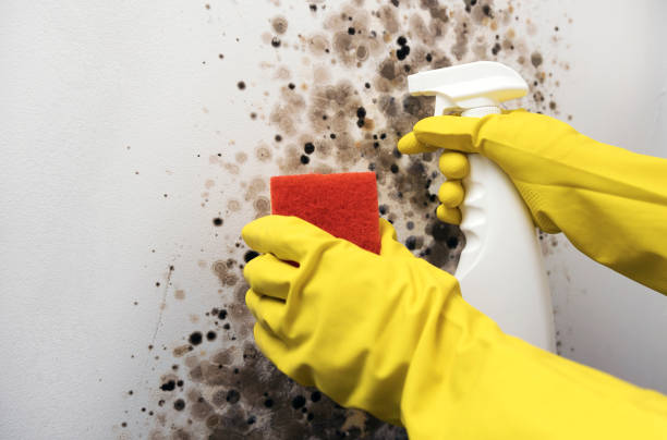Best Commercial Mold Removal  in Cimarron, KS