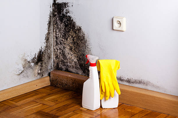 Best Office Mold Removal Services  in Cimarron, KS