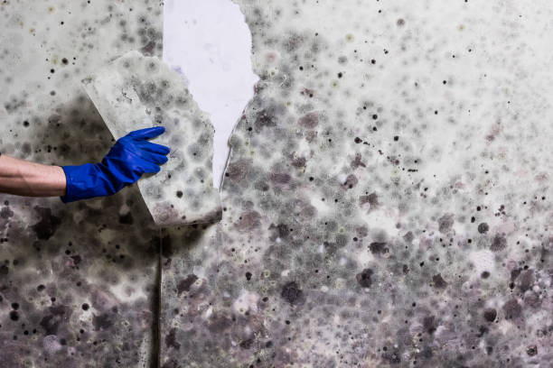Best Water Damage Restoration  in Cimarron, KS