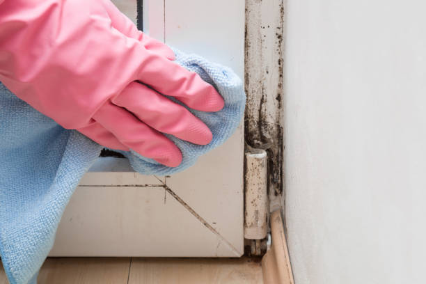 Best Mold Damage Repair  in Cimarron, KS